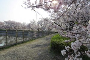 泉の森の桜2